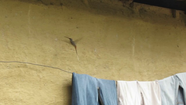 Серобрюхий колибри-отшельник - ML200949121