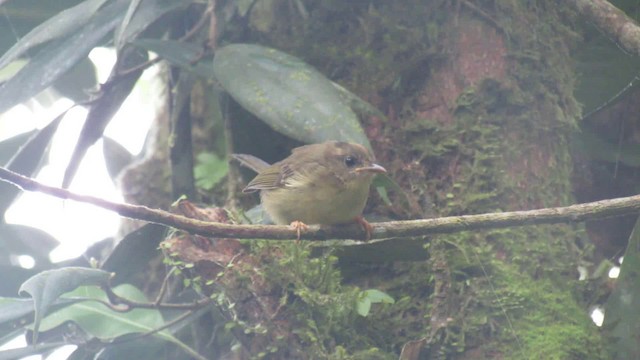 Three-striped Warbler - ML200949131