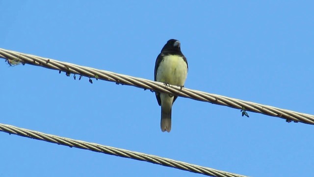 Yellow-bellied Seedeater - ML200949151