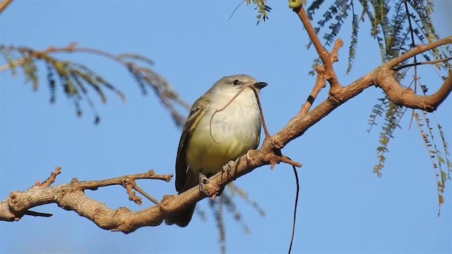 Grauscheitel-Olivtyrann - ML200949161