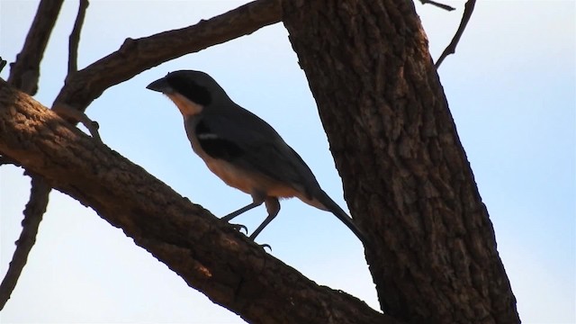 White-banded Tanager - ML200949221