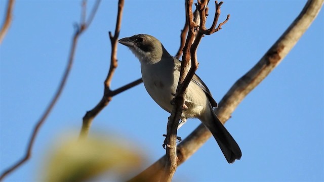 White-banded Tanager - ML200949231