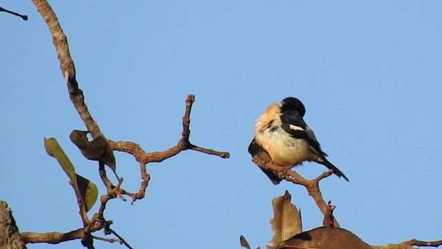 White-rumped Tanager - ML200949281