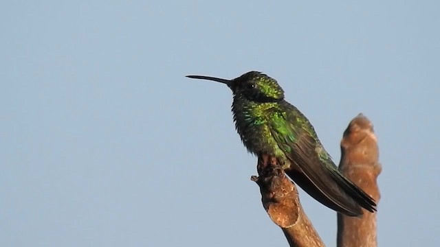 Colibrí Orejimorado - ML200949301