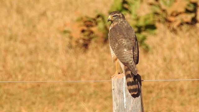 Roadside Hawk (Southern) - ML200949311