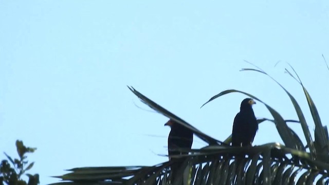 Black Caracara - ML200949371