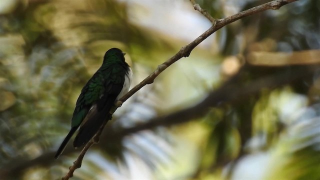 Grünstirn-Schmuckkolibri - ML200949411