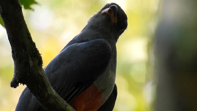 Black-tailed Trogon (Black-tailed) - ML200949461