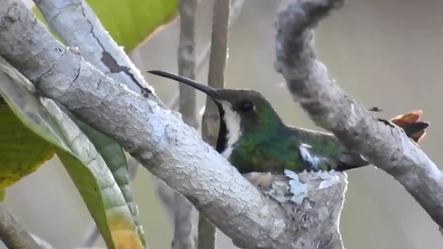 kolibřík tropický - ML200949471