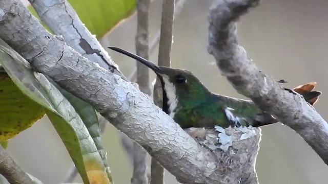 kolibřík tropický - ML200949481