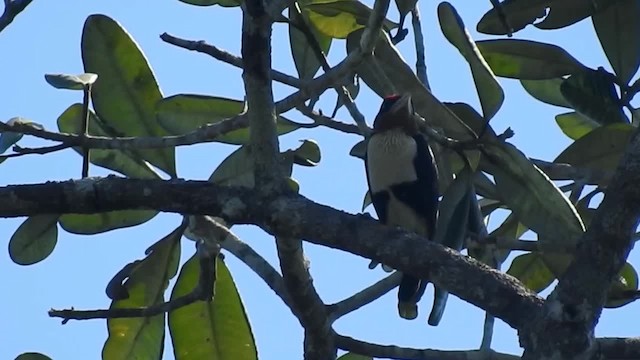 Black-girdled Barbet - ML200949521