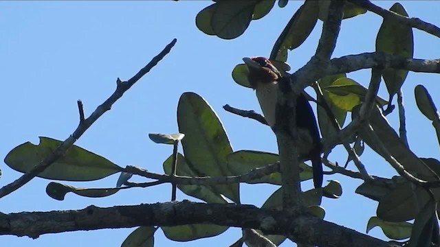 Kehlbinden-Bartvogel - ML200949541