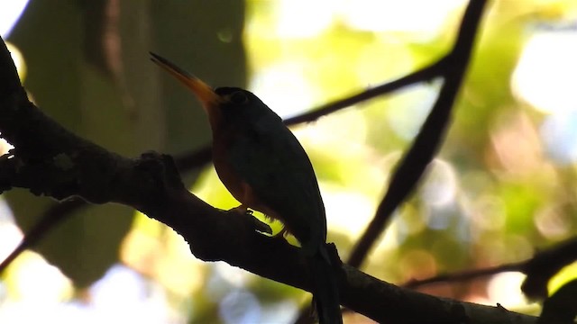 Jacamar à joues bleues - ML200949551