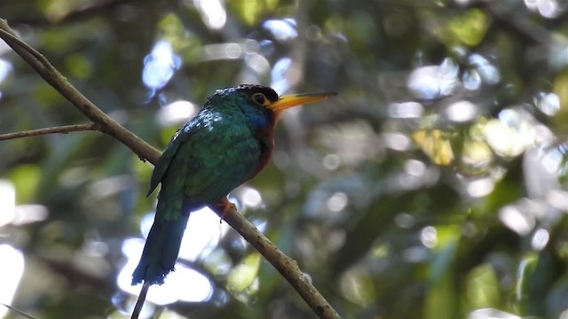 Jacamar à joues bleues - ML200949561