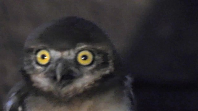 Burrowing Owl (grallaria) - ML200949611