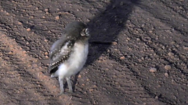 Burrowing Owl (grallaria) - ML200949621