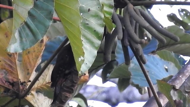 Chestnut Woodpecker - ML200949651