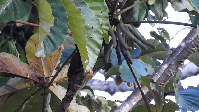 Chestnut Woodpecker - ML200949661