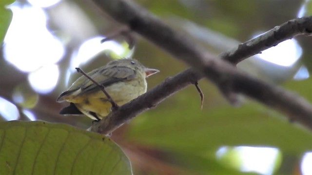 Dwarf Tyrant-Manakin - ML200949711