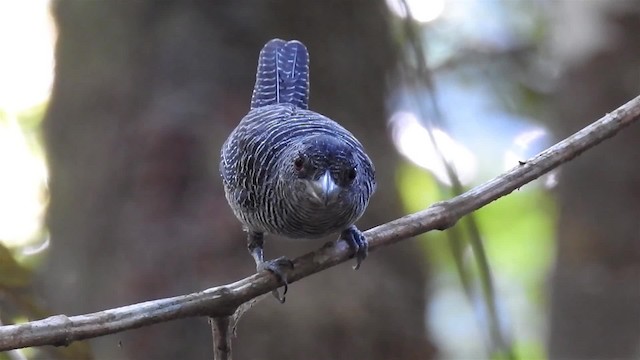 Fasciated Antshrike - ML200949741