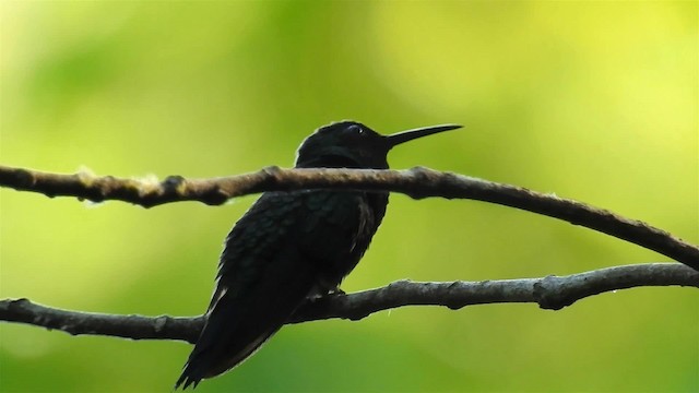 kolibřík nymfový - ML200949761
