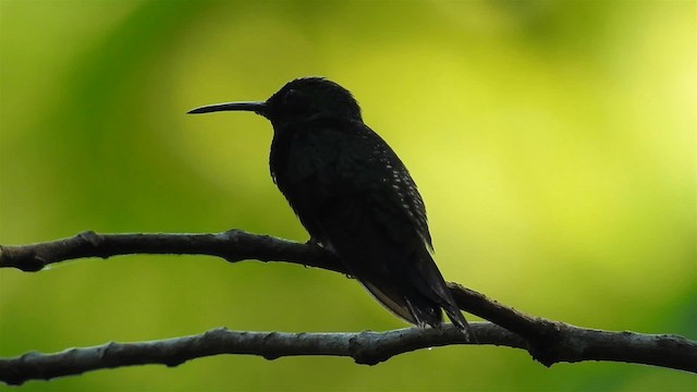 Zafiro Golondrina - ML200949771