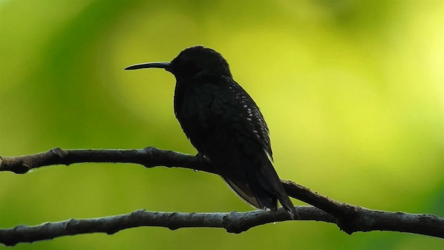 Zafiro Golondrina - ML200949781