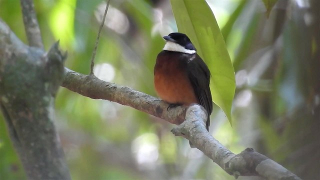 Flame-crowned Manakin - ML200949821