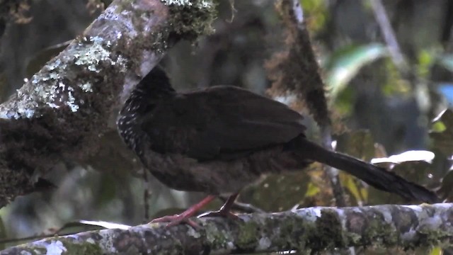 Speckled Chachalaca (Speckled) - ML200949881