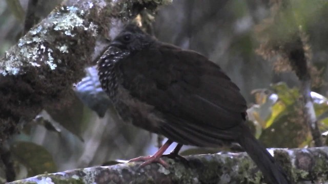 Speckled Chachalaca (Speckled) - ML200949891
