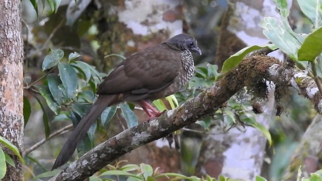 Chachalaca Moteada (guttata/subaffinis) - ML200949901