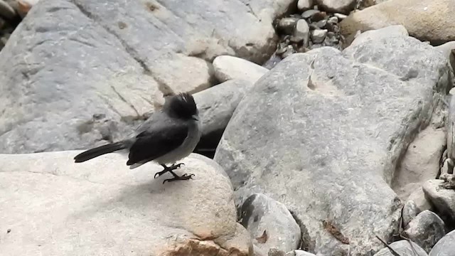 Torrent Tyrannulet - ML200949941