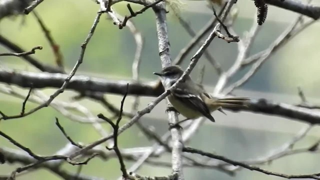 White-banded Tyrannulet - ML200949981