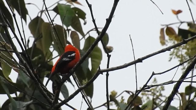 White-winged Tanager - ML200950041