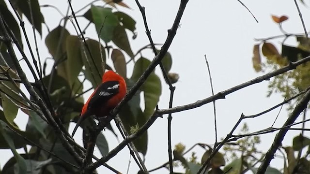 Piranga bifascié - ML200950041