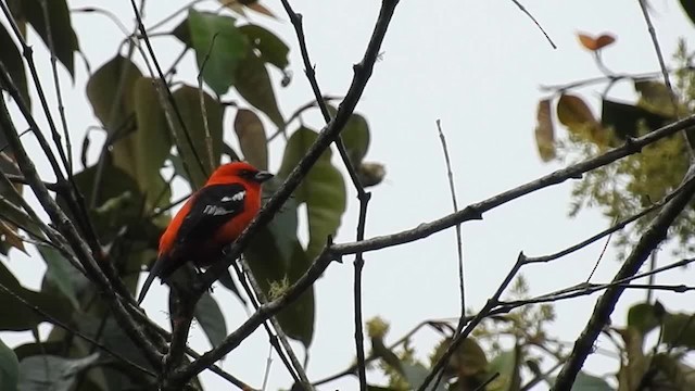 White-winged Tanager - ML200950051