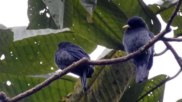 Yellow-billed Nunbird - ML200950071