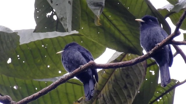 Yellow-billed Nunbird - ML200950081