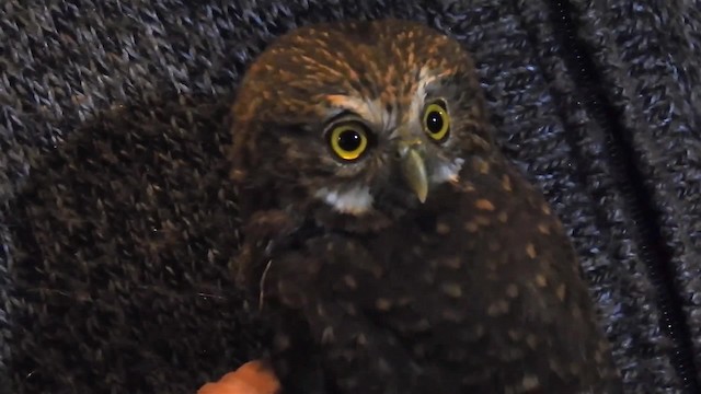 Yungas Pygmy-Owl - ML200950101