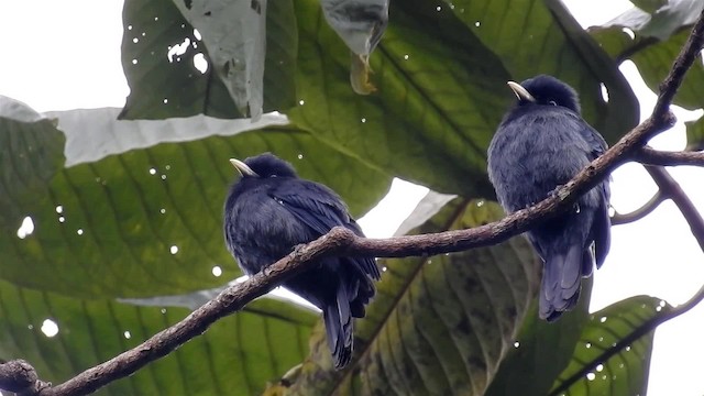 Yellow-billed Nunbird - ML200950141