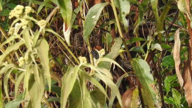 Apurimac Spinetail - ML200950171