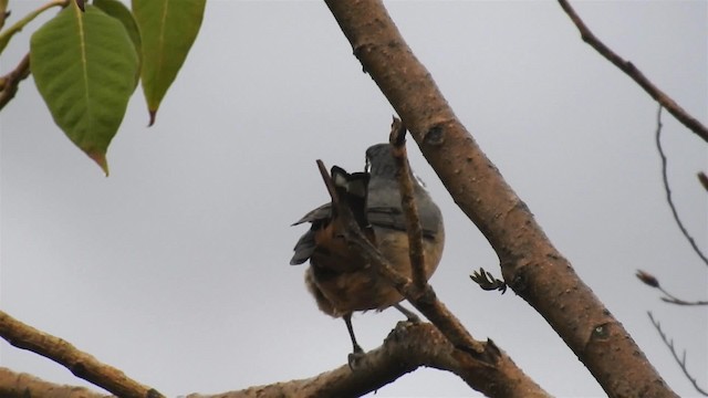 Golden-billed Saltator - ML200950191