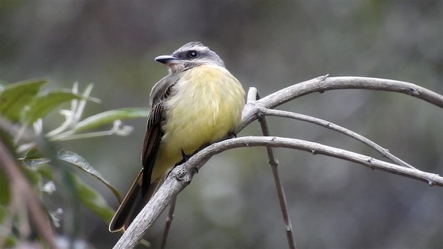 Golden-crowned Flycatcher - ML200950201