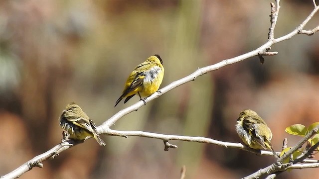 Hooded Siskin - ML200950211