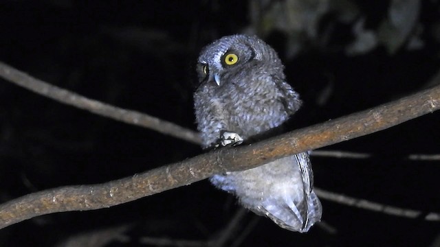 Андская совка (hockingi) - ML200950231