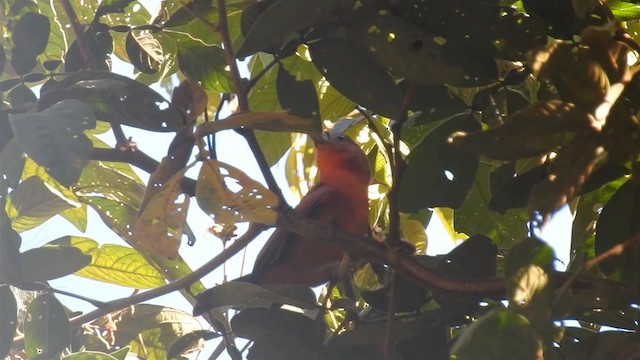 Hepatic Tanager (Highland) - ML200950421