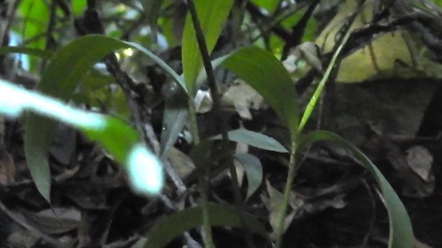 Inca Wren - ML200950471