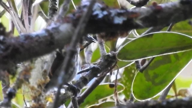 Ocellated Piculet - ML200950511