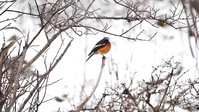 White-throated Redstart - ML200950531