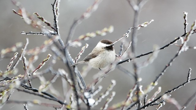 Sichuan Tit - ML200950541